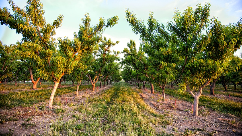 Rows of peach trees at an orchard
