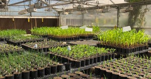 In this greenhouse, BioConsortia is testing nitrogen-fixing microbial products