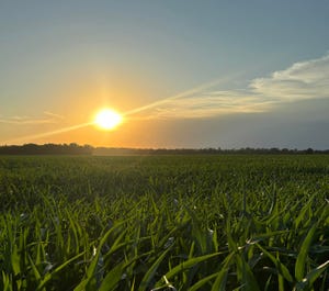 corn field sunset