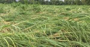kenneth-gravois-sugarcane.JPG