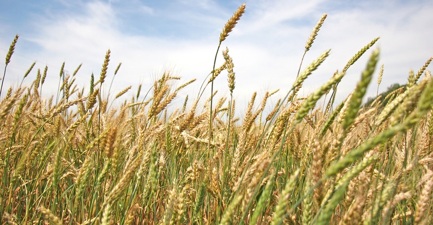 Wheat-Head-DFP.jpg Wheat-Head-DFP.jpg