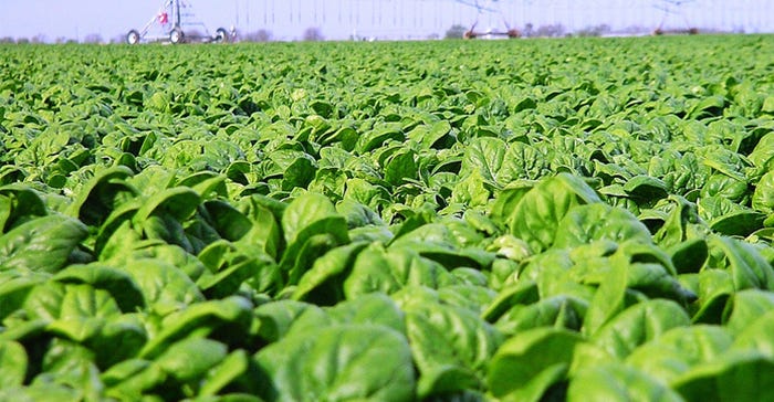 Extension-Spinach-harvest-Pic.jpg