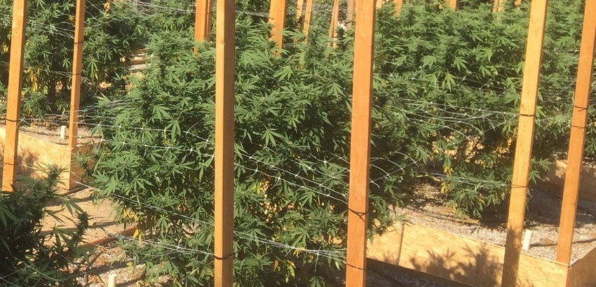 WFP-uc-pot-farm-2.jpg WFP-uc-pot-farm-2.jpg