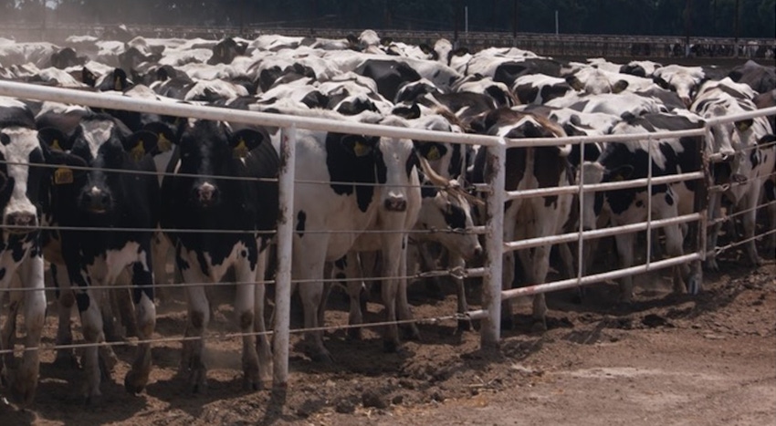 WFP-UC-cow-bunching.jpg WFP-UC-cow-bunching.jpg
