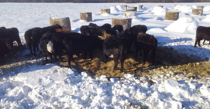 Cattle graze on unrolled round bales of hay
