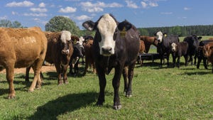 Beef Cattle Hudson
