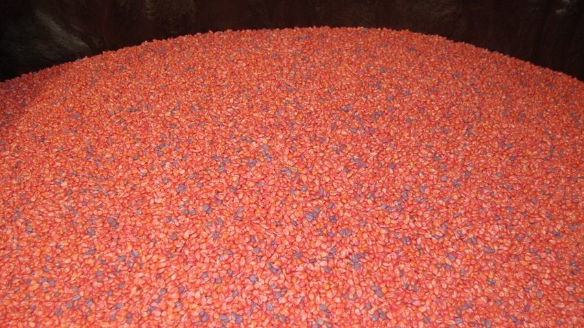 treated seed corn treated seed corn