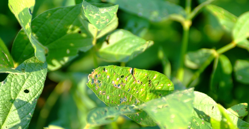 Frogeye leaf spot on soybean plants.