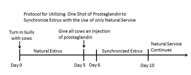 protocol for utilizing one shot of prostaglandin to synchoronize estrus with the use of only natural service