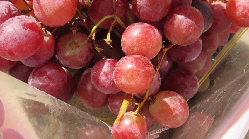 WFP-hearden-grapes-050121.JPG