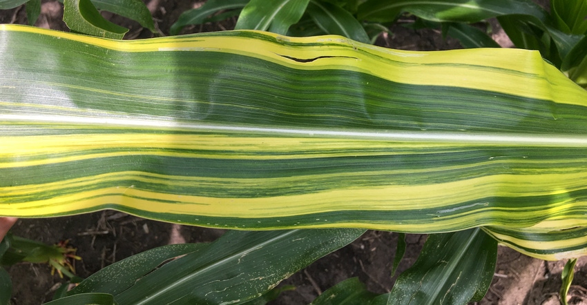A close up of a stripe corn leaf