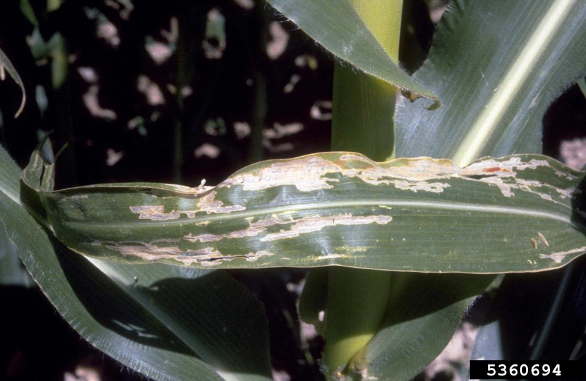 corn rootworm damage