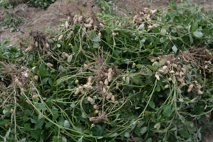 Peanut_Breeding_North_Carolina_0.jpg Peanut_Breeding_North_Carolina_0.jpg