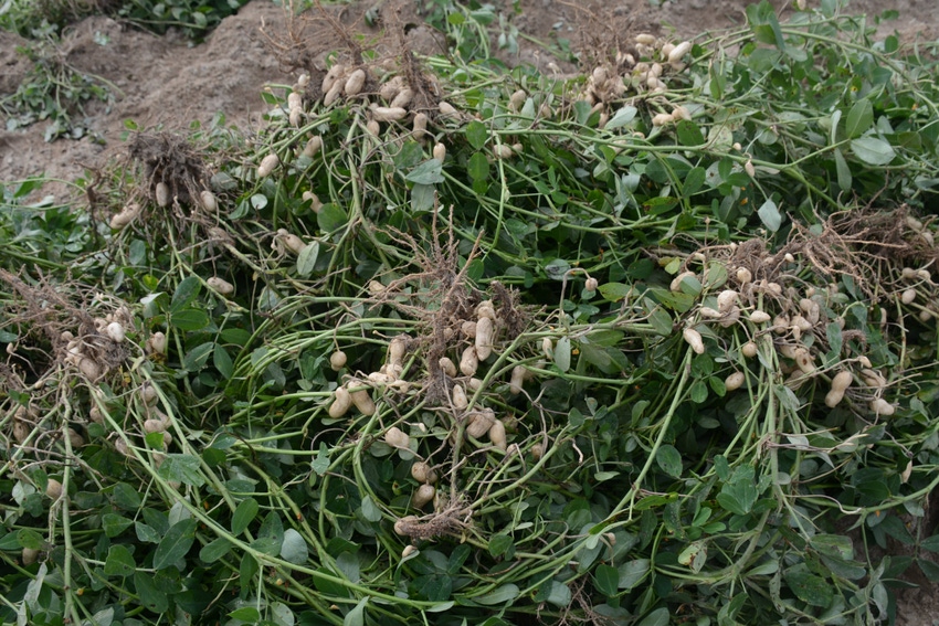 Peanut_Breeding_North_Carolina_0.jpg