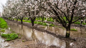 Flooded almond orchard