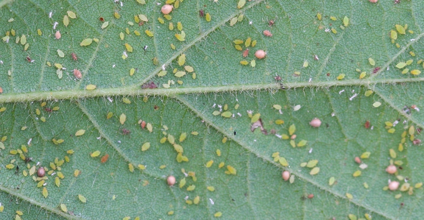 soybean aphids on a leaf