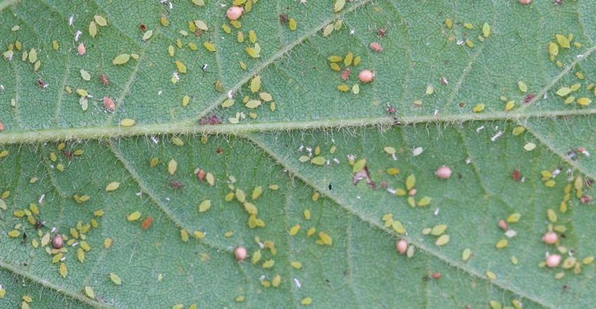 soybean aphids on a leaf soybean aphids on a leaf