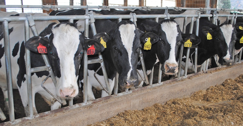 Holstein cows in stanchions at feed bunk