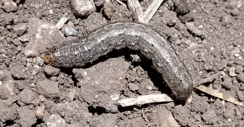 black cutworm larvae black cutworm larvae