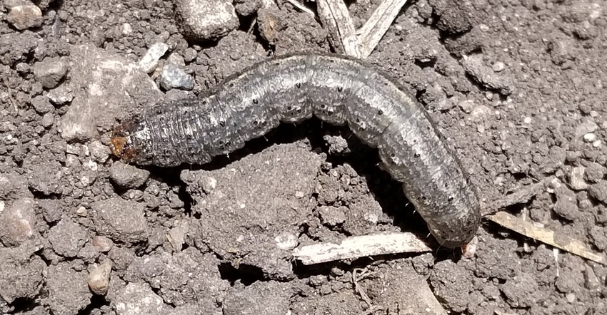 black cutworm larvae