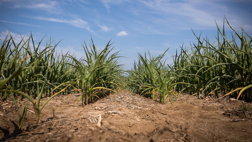 drought-stressed corn plants in Illinois