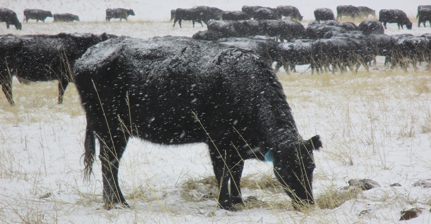 cattle grazing in snow cattle grazing in snow