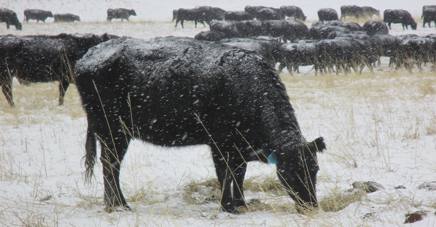 cattle grazing in snow