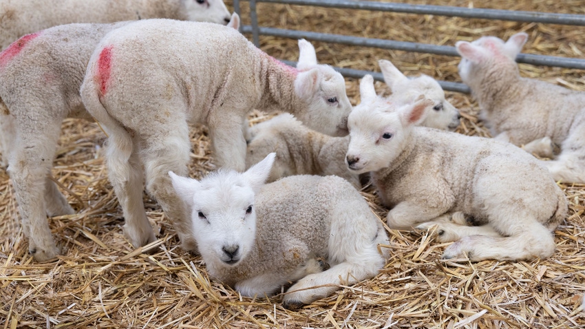 Newborn lambs in barn
