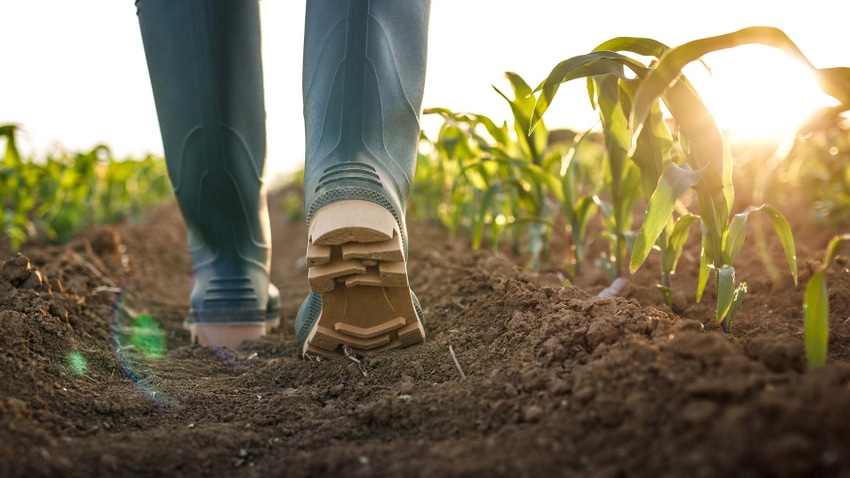 Rubber boots walking in young corn field