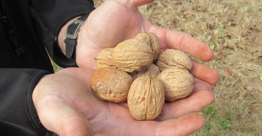 TNFP0217-hearden-walnuts.JPG
