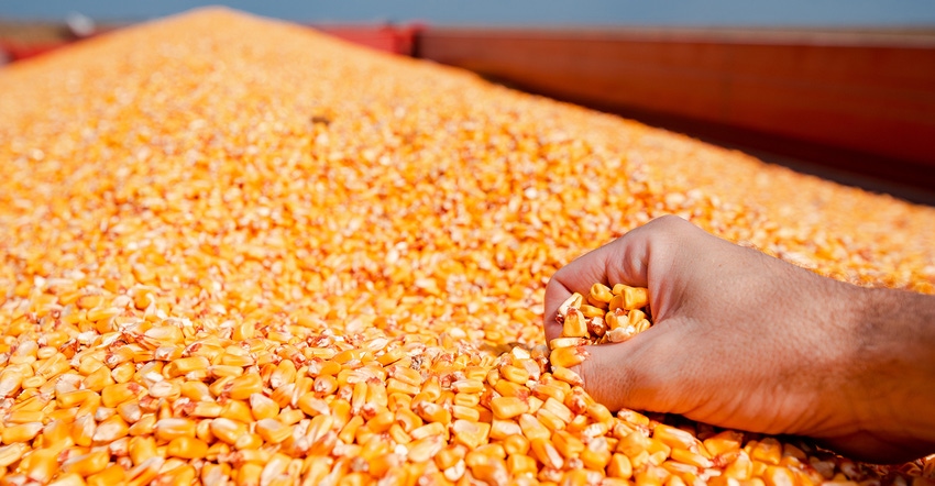 hand clutching shelled corn in grain wagon
