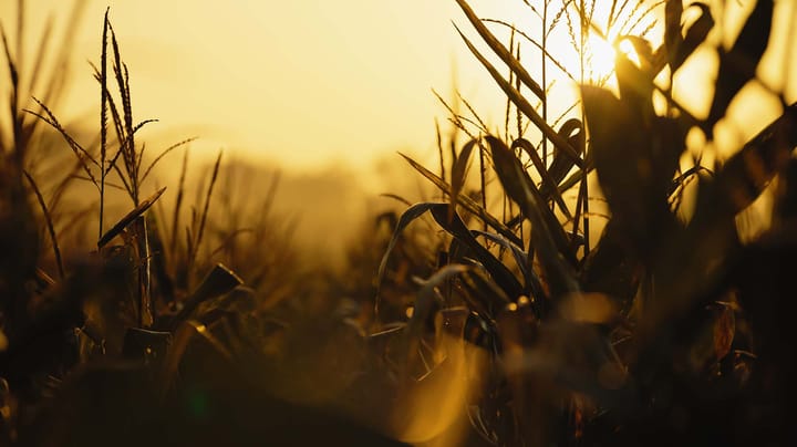 Crop progress: Corn quality holds strong