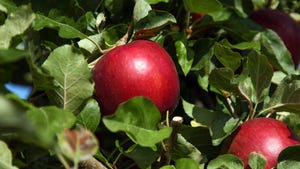 WFP-PVM-apples-050121.jpg