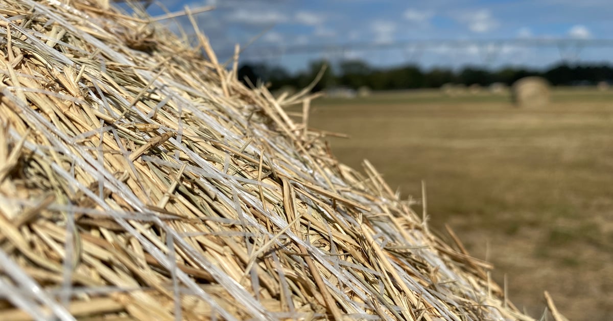 Cattle producers urged to stretch hay during drought