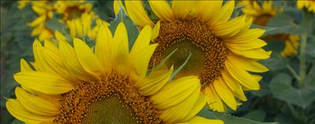 sunflowers_among_top_earners_1_635922949929298000.jpg
