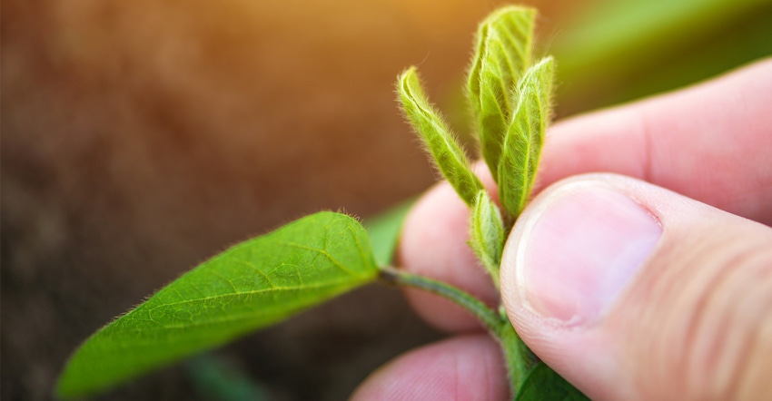 Hands holding young soybean plant