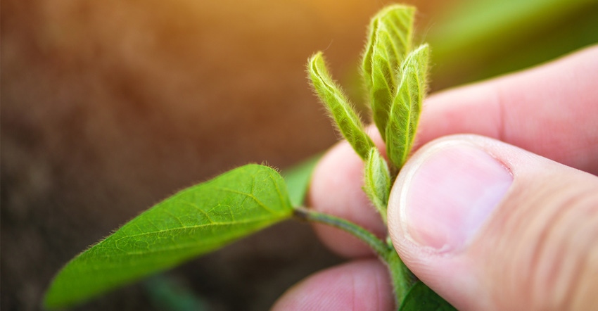 Hands holding young soybean plant Hands holding young soybean plant