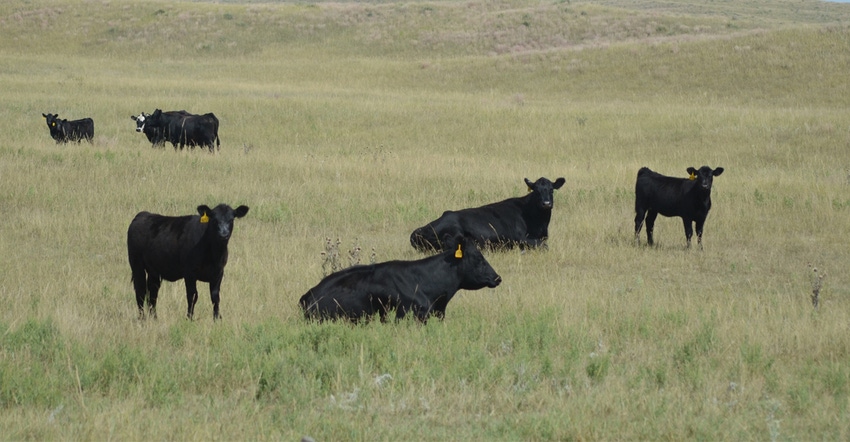cattle in field cattle in field