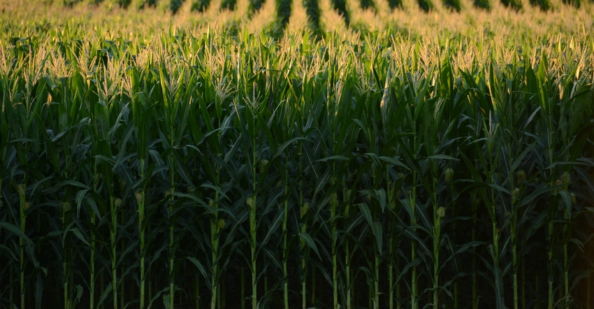 cornfield