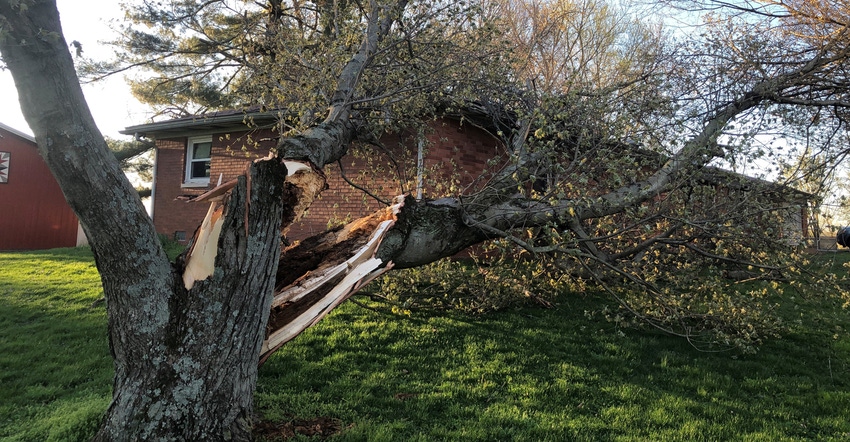 fallen tree on Tom Bechman's roof