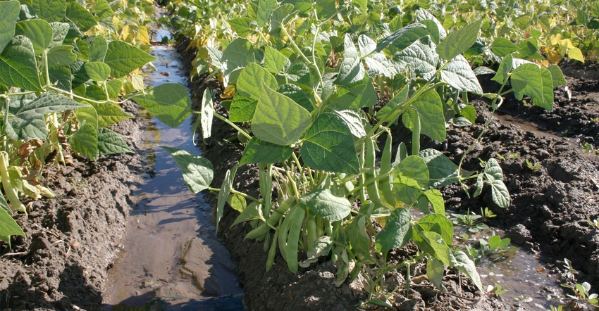 soybean rows