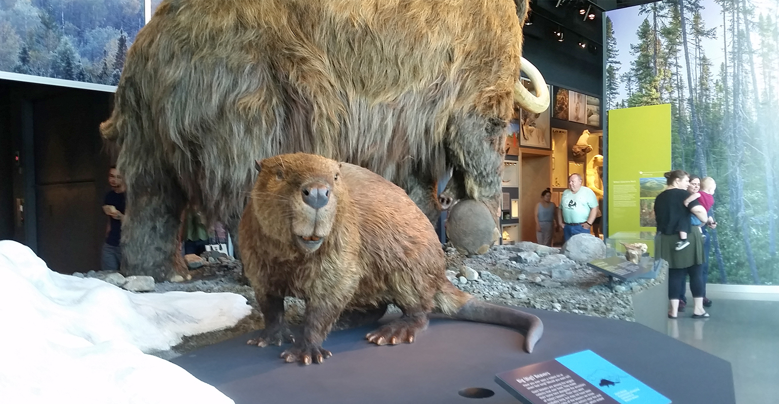 Bell Museum shows Minnesota's rich natural history