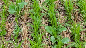 Close-up of cover crops growing between rows winter wheat stubble