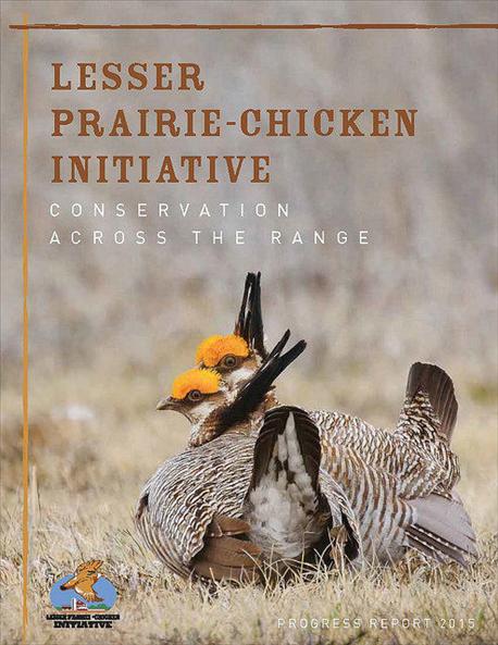 lesser_prairie_chicken_progress_report_details_ranchers_conservation_efforts_2_635875238742844000.jpg