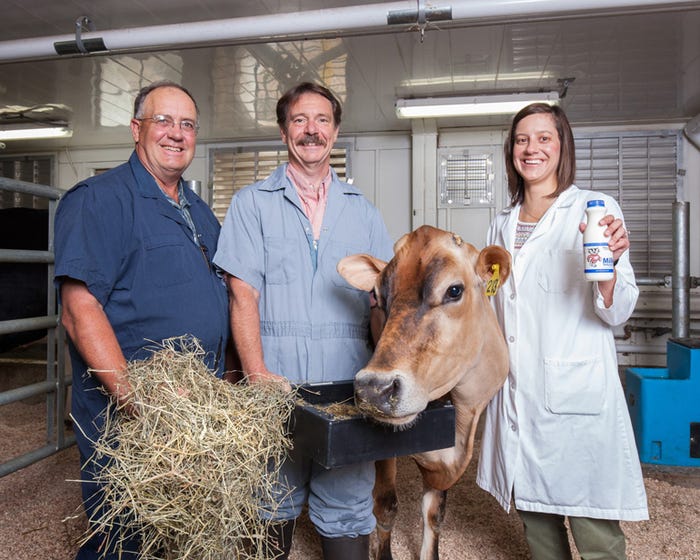 Dave Combs, Randy Shaver, Laura Hernandez with cow