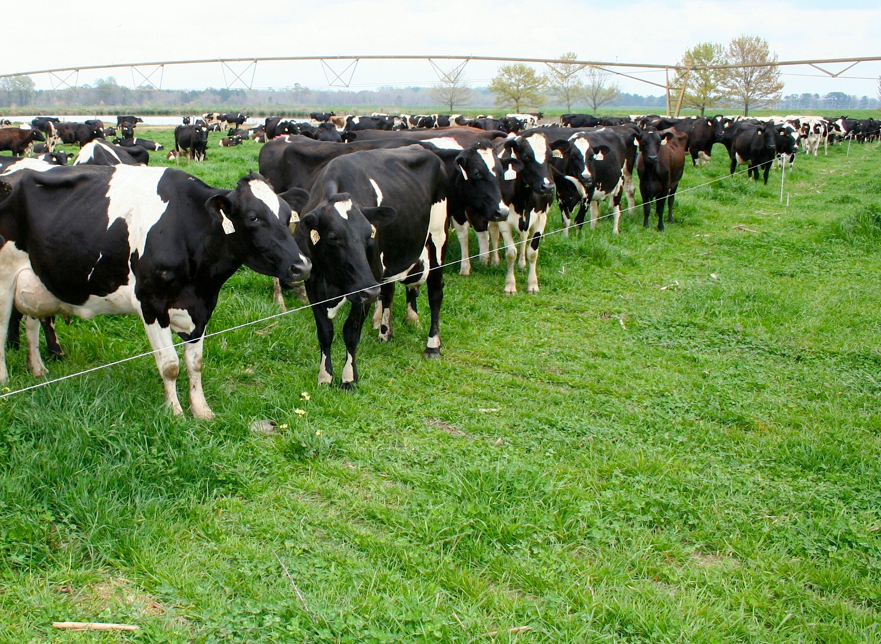 Rotational grazing versus continuous grazing