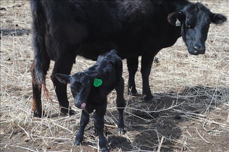 calving_time_crazy_weather_1_635942501370431608.jpg