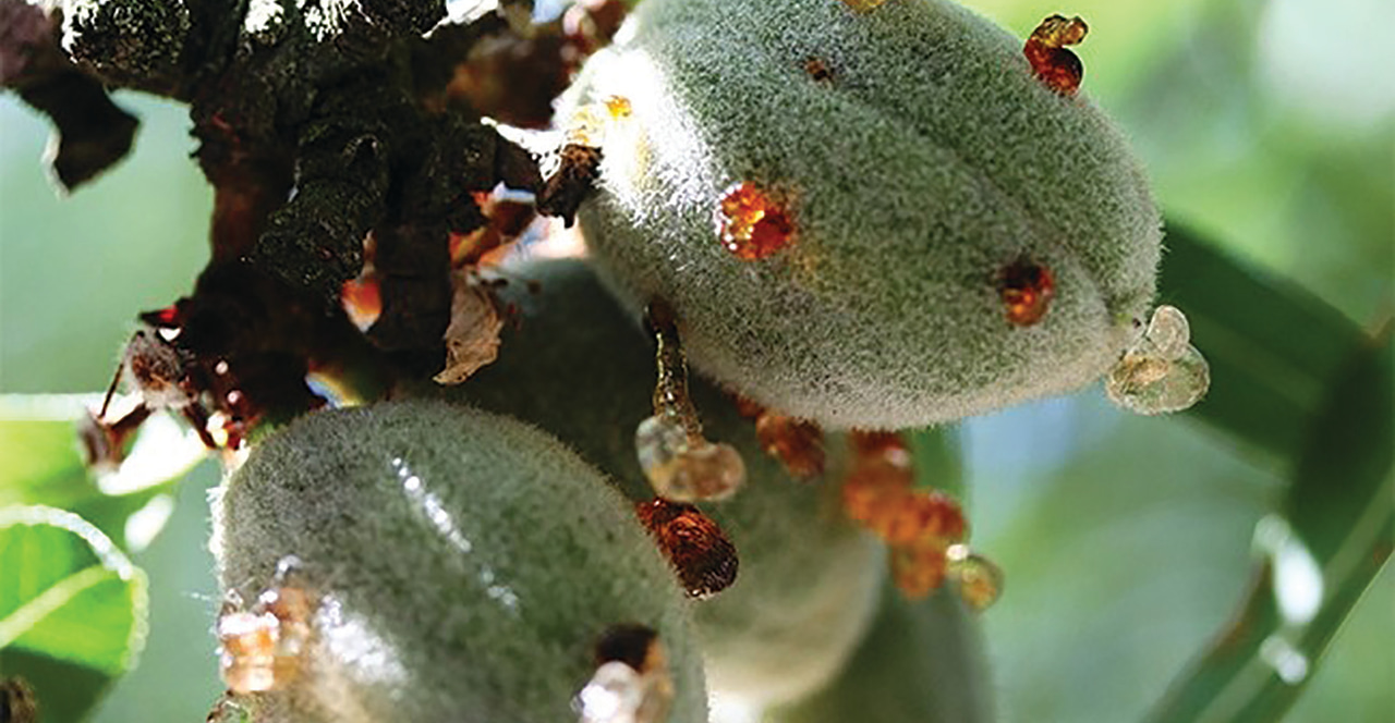 Silver lining: Low bacterial spot in almonds