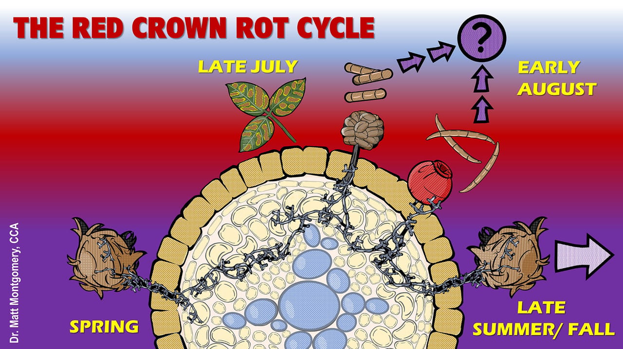 Rot Life Red crown rot: Emerging soybean disease requires vigilant management