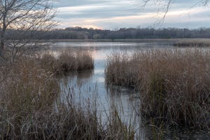pond-getty-images-istockphoto-1065513262.jpg